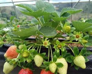 草莓冬天怎么养护？冬季草莓养护的正确方法是什么？