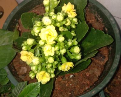 长寿花能净化空气吗？它真的能吸收甲醛吗？