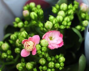 长寿花能净化空气吗？它真的能吸收甲醛吗？