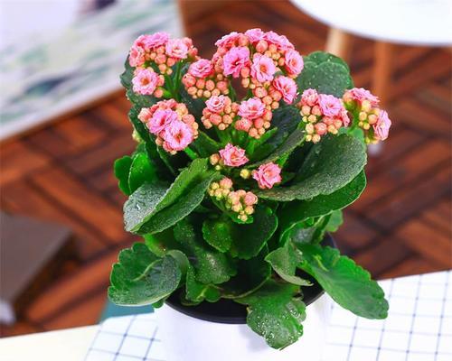 长寿花能净化空气吗？它真的能吸收甲醛吗？