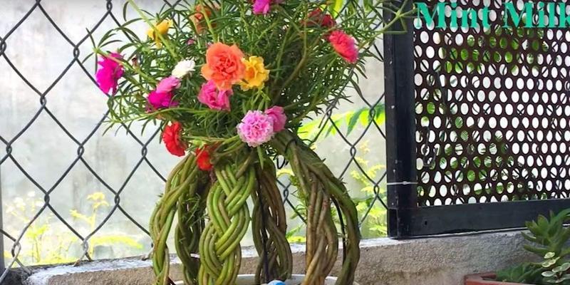 向日葵花能养多久？如何延长花期？