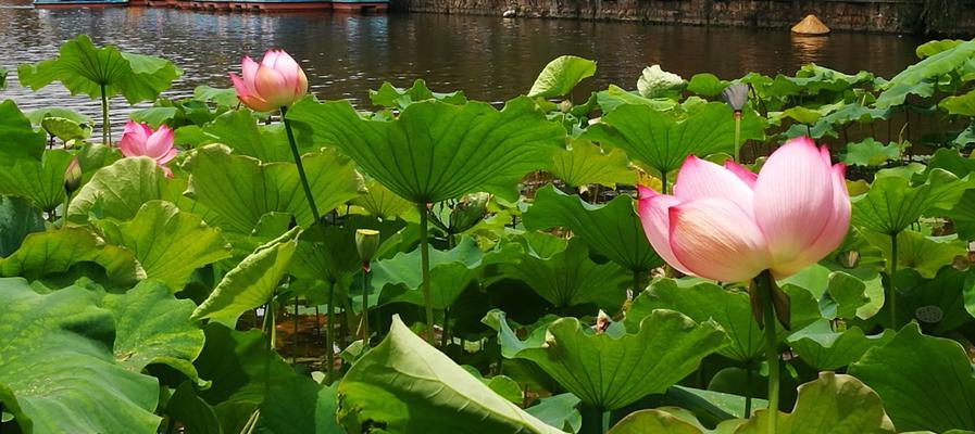 荷花的寓意与花语（探索荷花的美丽与深意）