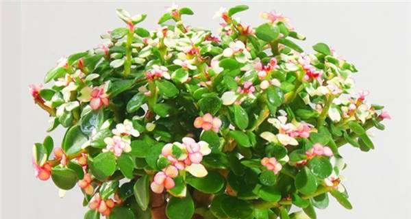 金枝玉叶家庭养法有哪些技巧？如何确保其健康成长？