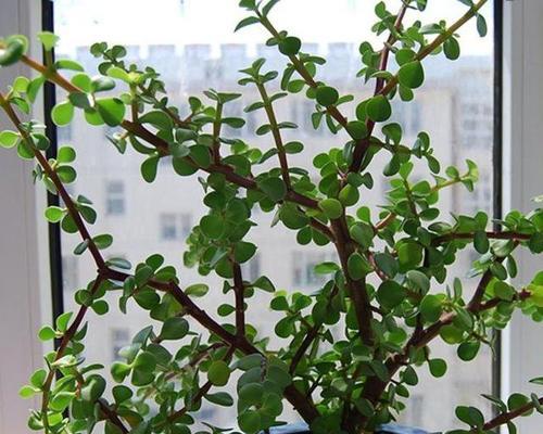 金枝玉叶家庭养法有哪些技巧？如何确保其健康成长？