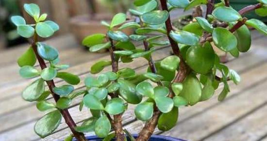 金枝玉叶家庭养法有哪些技巧？如何确保其健康成长？