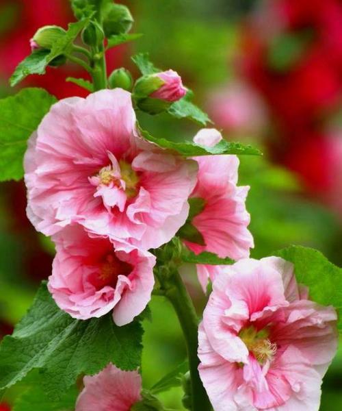 初恋的花开（以什么花代表初恋）