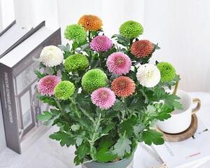 室内养殖菊花有毒吗？如何安全养护？