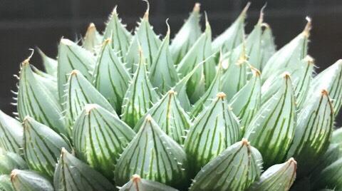 玉露植物冬天如何防冻？怕冷吗？