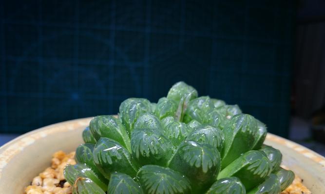 玉露植物冬天如何防冻？怕冷吗？