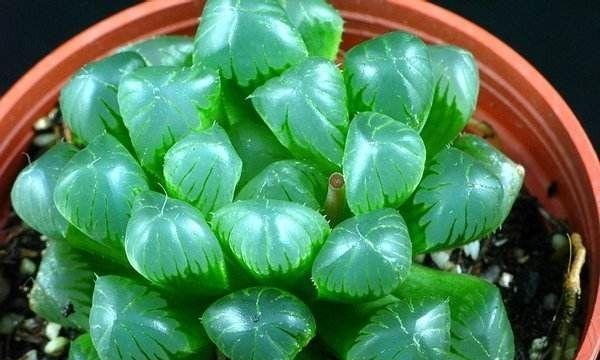 玉露植物冬天如何防冻？怕冷吗？