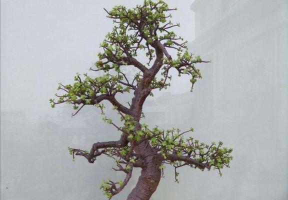 金枝玉叶换盆的最佳时机是什么时候？换盆后如何护理？