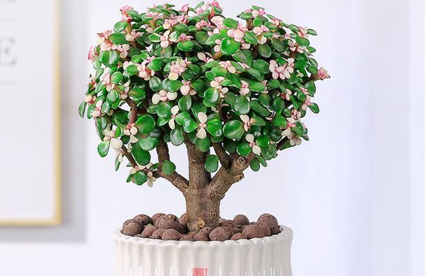 金枝玉叶换盆的最佳时机是什么时候？换盆后如何护理？