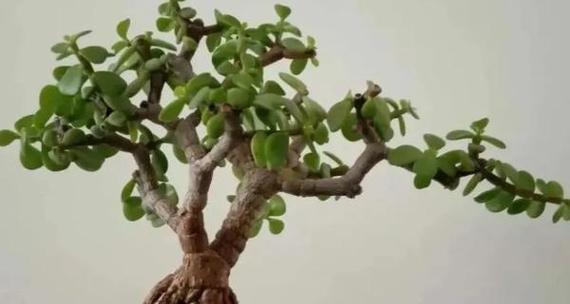 金枝玉叶换盆的最佳时机是什么时候？换盆后如何护理？