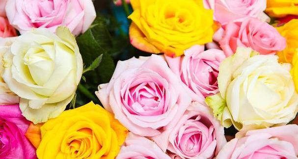 玫瑰花颜色的含义（解读玫瑰花不同颜色的象征意义）
