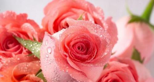 玫瑰花颜色的含义（解读玫瑰花不同颜色的象征意义）