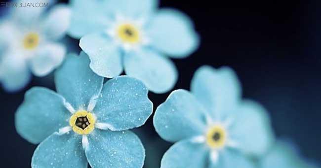 永恒的爱,浓情厚谊(以勿忘我的花语) 永恒的爱,浓情厚谊(以勿忘我的花语)