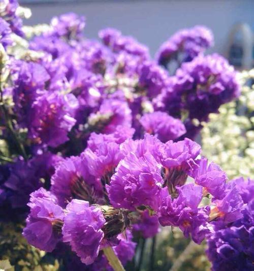 永恒的爱,浓情厚谊(以勿忘我的花语) 永恒的爱,浓情厚谊(以勿忘我的花语)