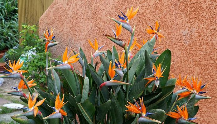 进新房送什么花合适？如何根据风水选择花卉？