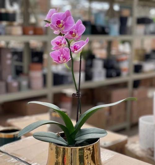 进新房送什么花合适？如何根据风水选择花卉？