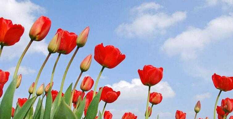 白色郁金香的花语(纯洁与无瑕的象征) 白色郁金香的花语(纯洁与无瑕的象征)