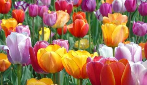 白色郁金香的花语(纯洁与无瑕的象征) 白色郁金香的花语(纯洁与无瑕的象征)