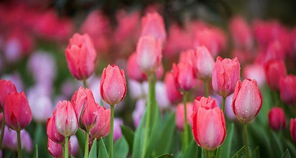 白色郁金香的花语(纯洁与无瑕的象征) 白色郁金香的花语(纯洁与无瑕的象征)