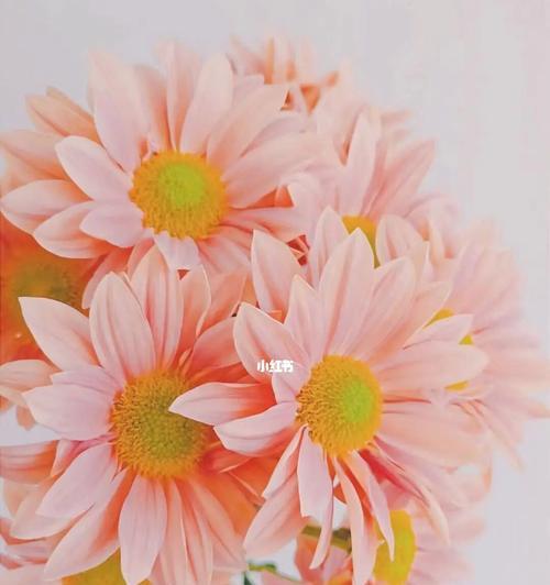 小邹菊花的传说与花语（探秘小邹菊花的神秘寓意与故事）