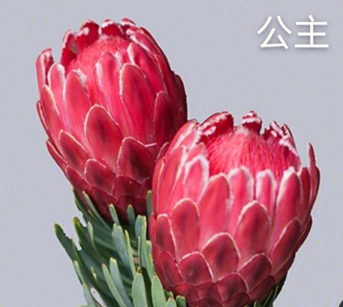 以木百合的花语为主题的文章（木百合传递的生命力与希望）