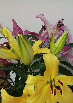 以木百合的花语为主题的文章（木百合传递的生命力与希望）