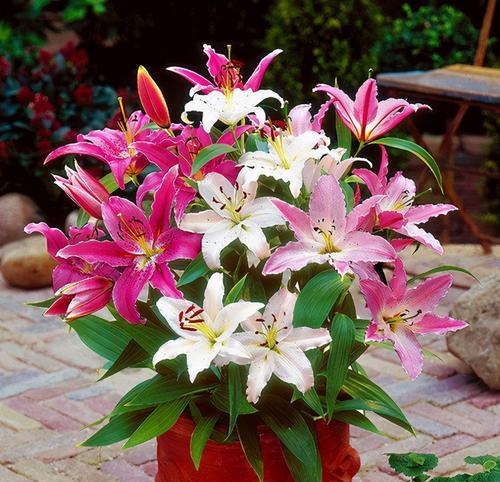 以木百合的花语为主题的文章（木百合传递的生命力与希望）