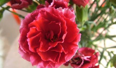 红色康乃馨的花语与意义（红色康乃馨）