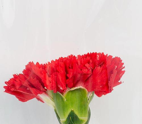 红色康乃馨的花语与意义（红色康乃馨）