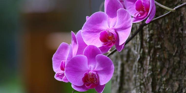 11朵花语的神秘暗示（以花为语）