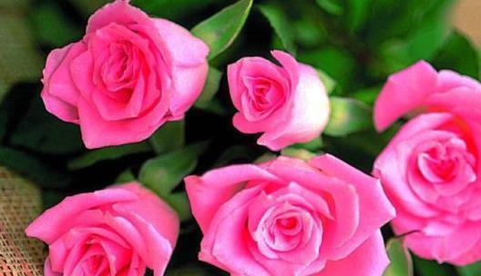 11朵花语的神秘暗示（以花为语）