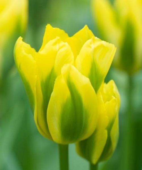 黄色郁金香的花语和象征意义(探索黄色郁金香的内涵与传达) 黄色郁金香的花语和象征意义(探索黄色郁金香的内涵与传达)