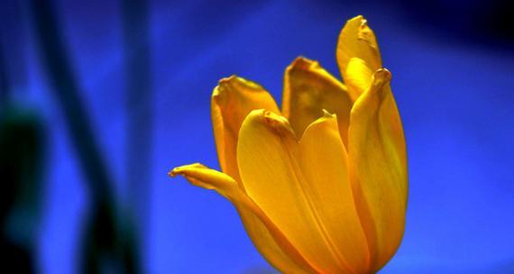 黄色郁金香的花语和象征意义(探索黄色郁金香的内涵与传达) 黄色郁金香的花语和象征意义(探索黄色郁金香的内涵与传达)