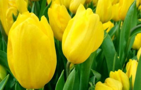 黄色郁金香的花语和象征意义(探索黄色郁金香的内涵与传达) 黄色郁金香的花语和象征意义(探索黄色郁金香的内涵与传达)