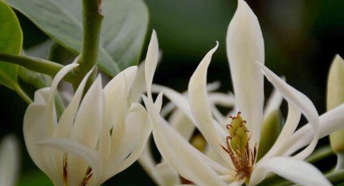 揭开仙人指花的花语之谜（花开寓意）