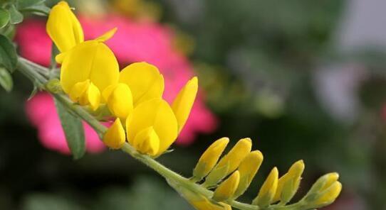 揭开仙人指花的花语之谜（花开寓意）