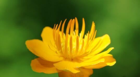 揭开仙人指花的花语之谜（花开寓意）