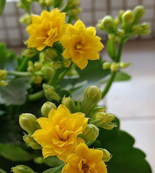 长寿花——祝福与美丽的象征(揭示长寿花的花语) 长寿花——祝福与美丽的象征(揭示长寿花的花语)