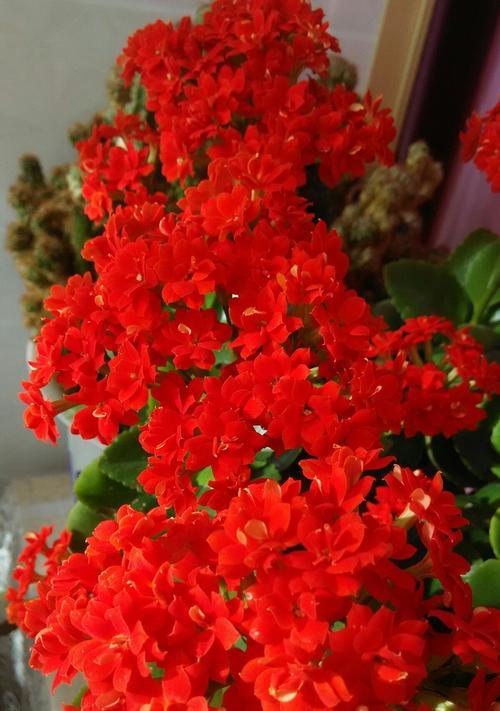 长寿花——祝福与美丽的象征(揭示长寿花的花语) 长寿花——祝福与美丽的象征(揭示长寿花的花语)