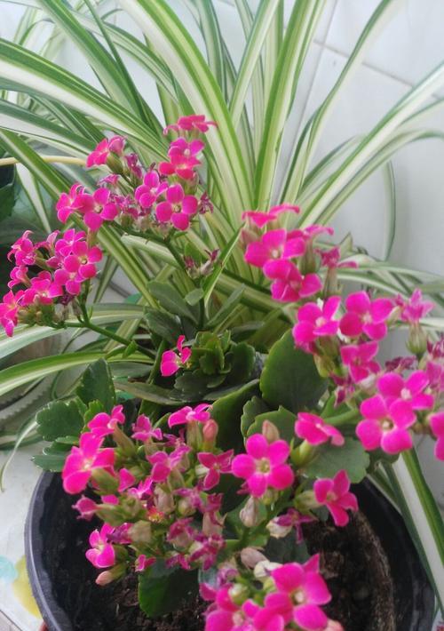 长寿花——祝福与美丽的象征(揭示长寿花的花语) 长寿花——祝福与美丽的象征(揭示长寿花的花语)