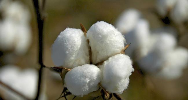 棉花的花语和寓意（探寻棉花的隐藏之美）