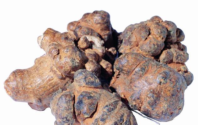 棉花的花语和寓意（探寻棉花的隐藏之美）