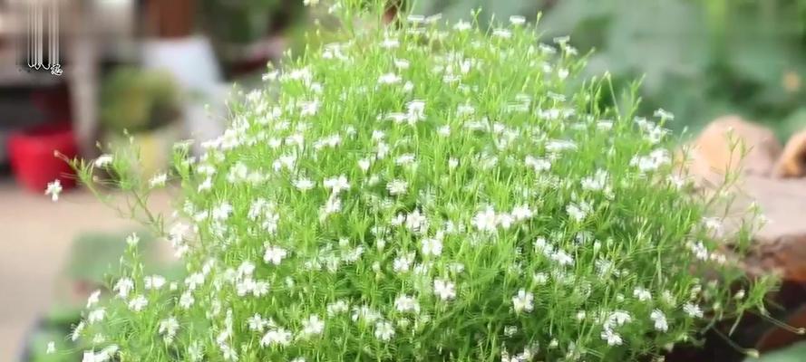 吉普赛满天星花的美丽与神秘（揭开吉普赛满天星花的花语之谜）