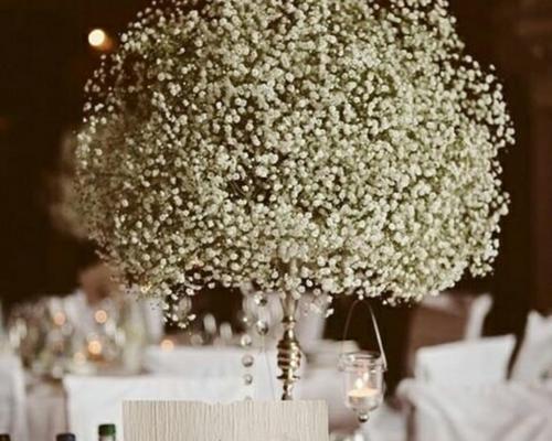 吉普赛满天星花的美丽与神秘（揭开吉普赛满天星花的花语之谜）