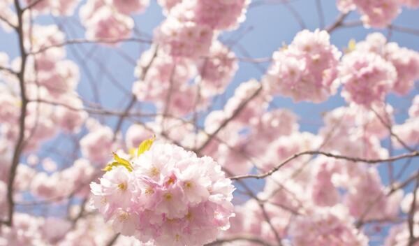 樱花的花语与寓意（赏樱花）