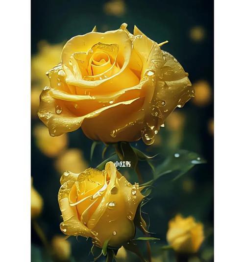 黄玫瑰花语（揭秘黄玫瑰的花语及传递友谊的意义）