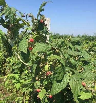 树莓成熟季节是什么时候？如何正确采摘树莓？